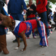 Illustration for article titled Heres A Dog Dressed As A Hot Dog, Eating A Hot Dog